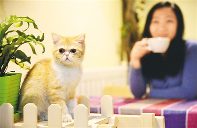 台灣柴犬咖啡廳